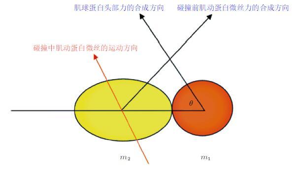 认知神经科学中蕴藏的力学思想与应用