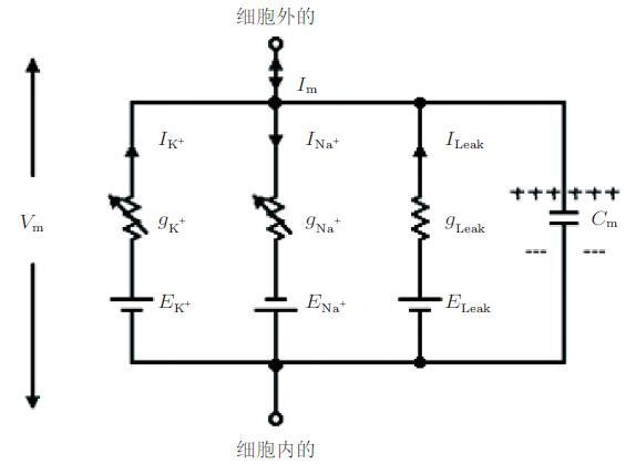 认知神经科学中蕴藏的力学思想与应用