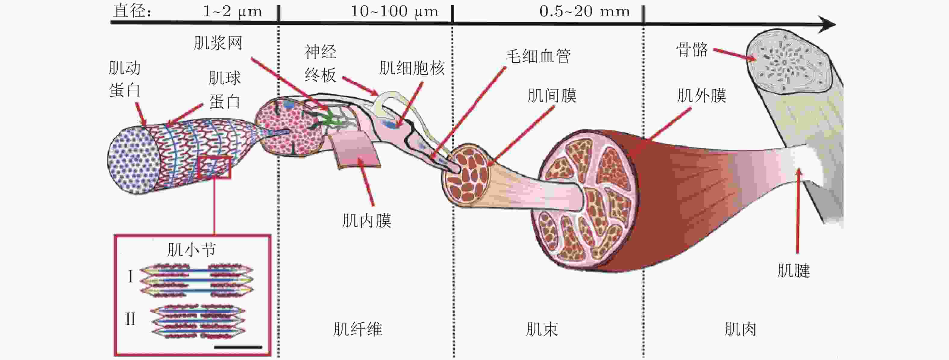 功能解剖 | 谈谈肌肉的几个“图”（1） - 知乎