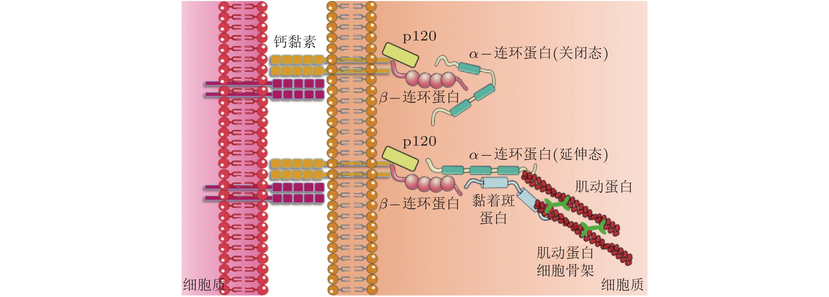 力敏感受体介导细胞功能调控的力学生物学研究